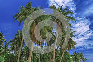 Beautiful sky. View of nice tropical palms. Holiday and vacation concept at Philippines on the island Siargao