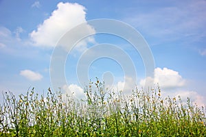 The beautiful sky with white cloud .beautiful cloud scape background