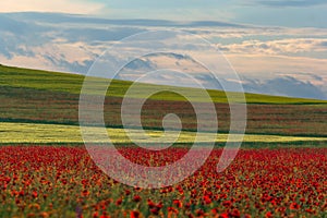 Beautiful sky with white clouds over a green summer field with poppies