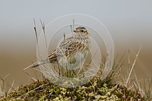 A beautiful Skylark, Alauda arvensis, perched on top  of a mossy mound in the moors of Durham, UK.