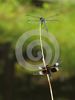Slaty Skimmer and male widow skimmer dragonflies