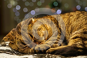 Beautiful sleeping bicolor striped scottish fold cat, blurred background with color lights photo