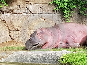 beautiful sleeping Hippopotamus