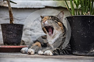 Beautiful sleepy cat yawning in Green House of Leo Tolstoy in Yasnaya Polyana