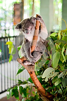 Beautiful sleepy Koala hanging from a tree branch in Northern Australia.  Docile yet beautiful.