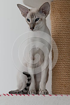 A beautiful and slender oriental cat with blue eyes and large ears sits near a scratching post.