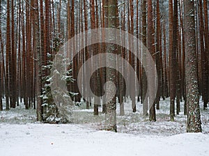Beautiful slender tree trunks in winter pine forest