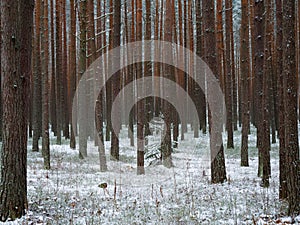 Beautiful slender tree trunks in winter pine forest