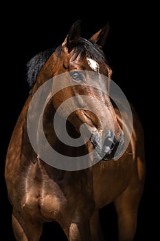 Beautiful Slovak warmblood horse on a black background