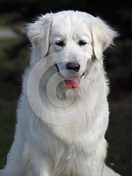 Beautiful slovakian chuvach dog