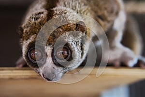 beautiful Slow Loris. slow loris is now among the world top 25 most endangered primates its taken from the wild to sell as pets at