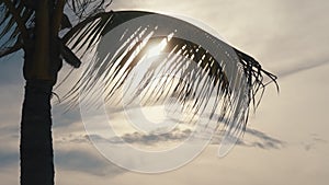 Beautiful slow motion view of palm tree branch waving in the wind against the background of the sun shining. Soft sun