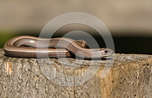 A beautiful Slow worm Anguis fragilis sunning itself on a wooden stump in a woodland glade.