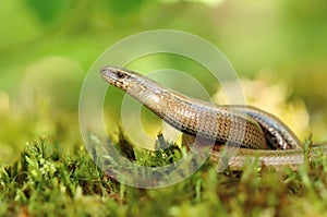 Beautiful slow worm on moss