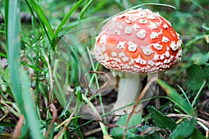 Beautiful small amanita muscaria fly agaric mushroom hide in the grass