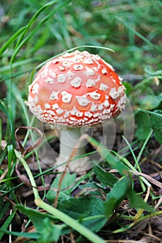 Beautiful small amanita muscaria fly agaric mushroom hide in the grass