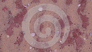 Beautiful small and big sea shells on red yellow sand.texture as abstract background.summer holiday,traveling Australia