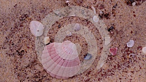 Beautiful small and big sea shells on red yellow sand.texture as abstract background.summer holiday,traveling Australia