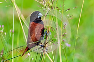 Beautiful small bird Chestnut Munia standing on the grasses