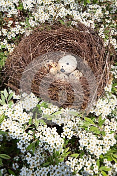 Beautiful small bird eggs resting in a nest tree