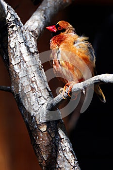 Beautiful small bird with red beak and feathers