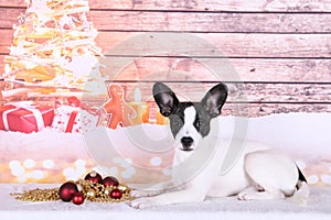 a beautiful small black and white jackbull dog is lying at the christmas tree with christmas balls