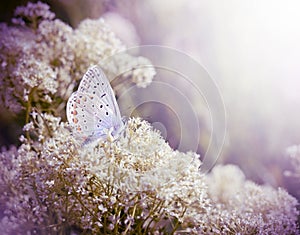 Beautiful small Blue butterfly, Polyommatus icarus, on a wild meadow. Romantic Summer season background with violet