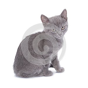 Beautiful small blue cat is isolated on a white background