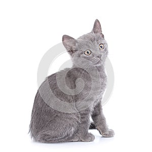 Beautiful small blue cat is isolated on a white background