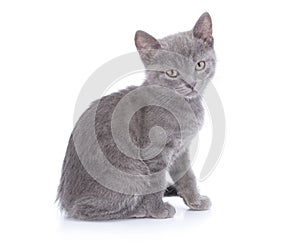 Beautiful small blue cat is isolated on a white background