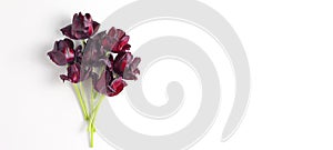 Beautiful small bouquet of tulips on a white background. dark red flowers. flat lay, top view, space for a text