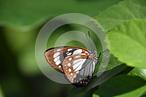 Beautiful Small Brown and White Spotted Butterfly