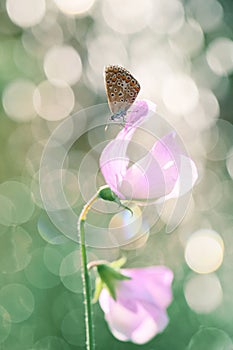 Beautiful small butterfly on a pink flower with bokeh background.