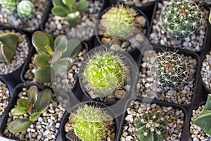 Beautiful small cactus in black pot