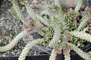 Beautiful small the cactus in the nature