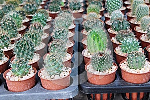 Beautiful small the cactus in the pot