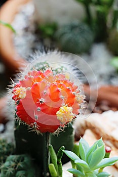 Beautiful small the cactus in the pot.