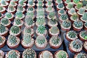 Beautiful small the cactus in the pot