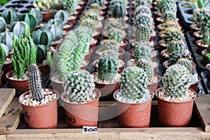 Beautiful small the cactus in the pot