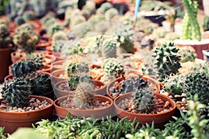 Beautiful small the cactus in the pot