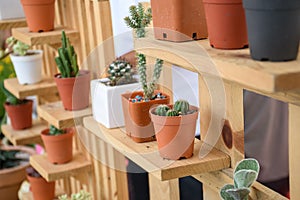 Beautiful small cactus pots in wooden shelf