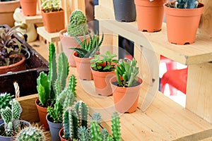 Beautiful small cactus pots in wooden shelf