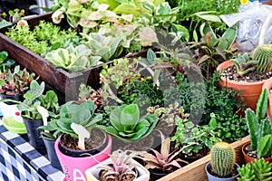 Beautiful small cactus pots in wooden shelf