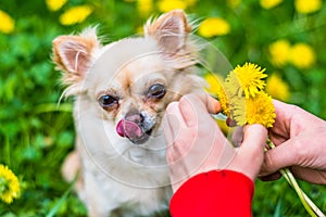 Beautiful small chihuahua licks self nose