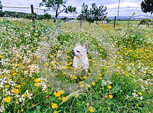 Beautiful small chihuahua it the park in Portugal