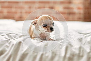 Beautiful small chihuahua puppy standing on the bed curious and happy, healthy cute babby dog at home