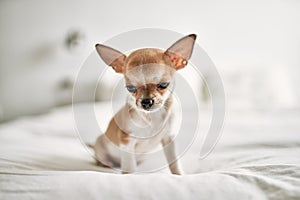 Beautiful small chihuahua puppy standing on the bed curious and happy, healthy cute babby dog at home