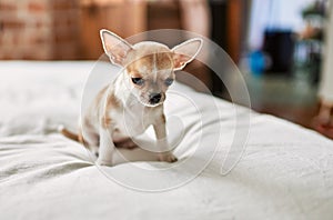 Beautiful small chihuahua puppy standing on the bed curious and happy, healthy cute babby dog at home