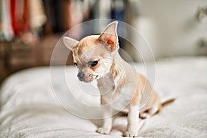 Beautiful small chihuahua puppy standing on the bed curious and happy, healthy cute babby dog at home