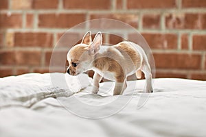 Beautiful small chihuahua puppy standing on the bed curious and happy, healthy cute babby dog at home